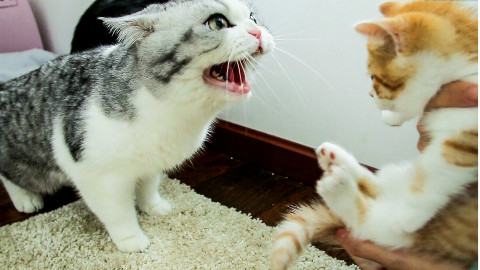 家里来了只小橘猫,大猫们直接炸毛:丢出去!它会吃穷咱家的!